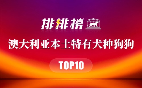 澳大利亚十大本土特有犬种狗狗